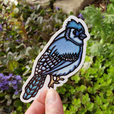 Blue Jay Sticker