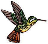 Hummingbird Sticker