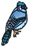 Blue Jay Sticker